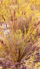 Elegia tectorum