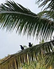 Corvus macrorhynchos