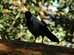 Corvus cornix
