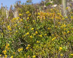 Flourensia thurifera