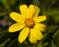 Flourensia thurifera