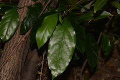 Pennantia cunninghamii