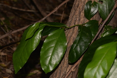 Pennantia cunninghamii