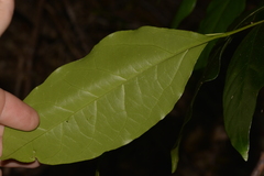 Pennantia cunninghamii