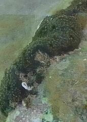 Distaplia bermudensis