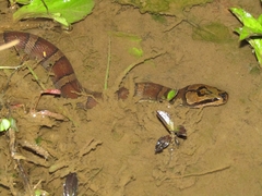 Homalopsis buccata