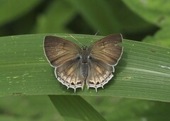Anthene liodes