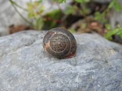 Metafruticicola noverca