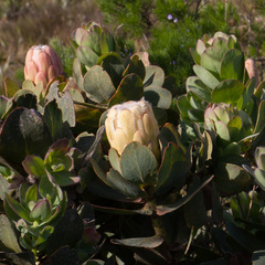 Protea grandiceps