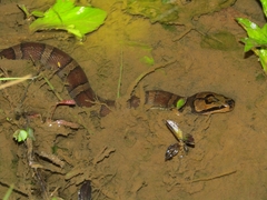 Homalopsis buccata