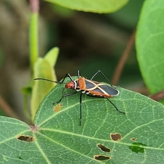 Dysdercus decussatus