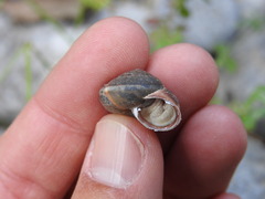 Metafruticicola noverca