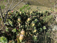 Protea grandiceps