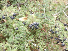 Asparagus suaveolens