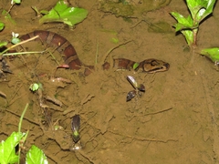 Homalopsis buccata
