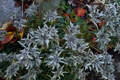 Leontopodium souliei
