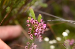 Erica gracilipes
