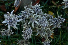 Leontopodium souliei