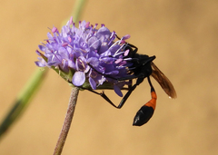 Ammophila sabulosa