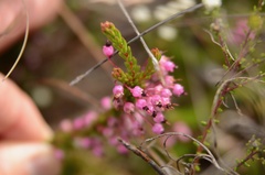 Erica gracilipes