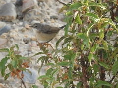 Curruca iberiae
