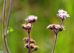Ageratum conyzoides