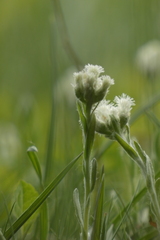 Antennaria dioica