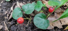 Geophila
