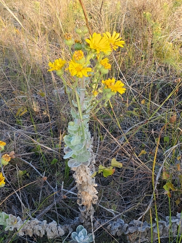 Image of Chrysopsis godfreyi by no rights reserved