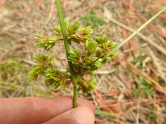 Cyperus surinamensis