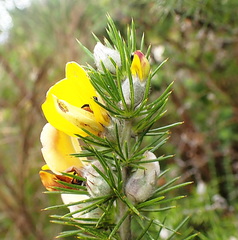 Aspalathus laricifolia