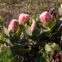 Protea grandiceps