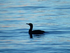 Phalacrocorax carbo