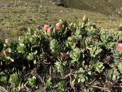Protea grandiceps