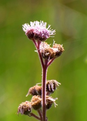 Ageratum conyzoides