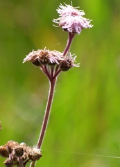 Ageratum conyzoides