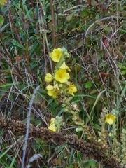 Verbascum phlomoides
