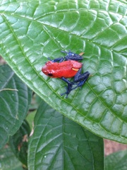 Oophaga pumilio