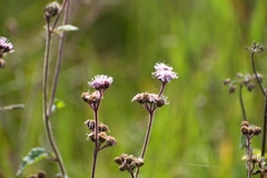 Ageratum conyzoides