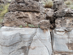 Cheilanthes eckloniana