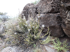 Kleinia longiflora