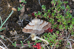 Selidosema brunnearia