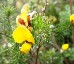 Aspalathus laricifolia