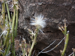 Kleinia longiflora