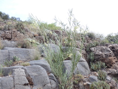 Gomphocarpus
