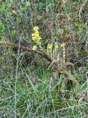 Verbascum phlomoides
