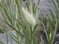 Gomphocarpus