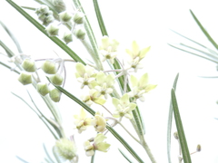 Gomphocarpus