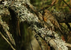 Erithacus rubecula rubecula
