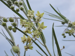 Gomphocarpus